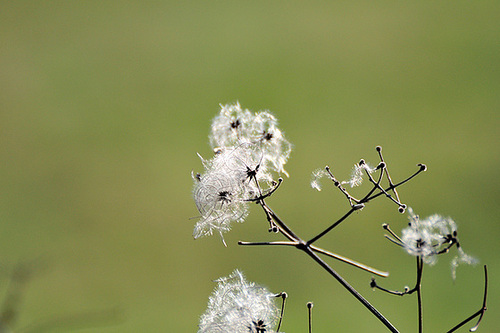 Puscheln - 130113