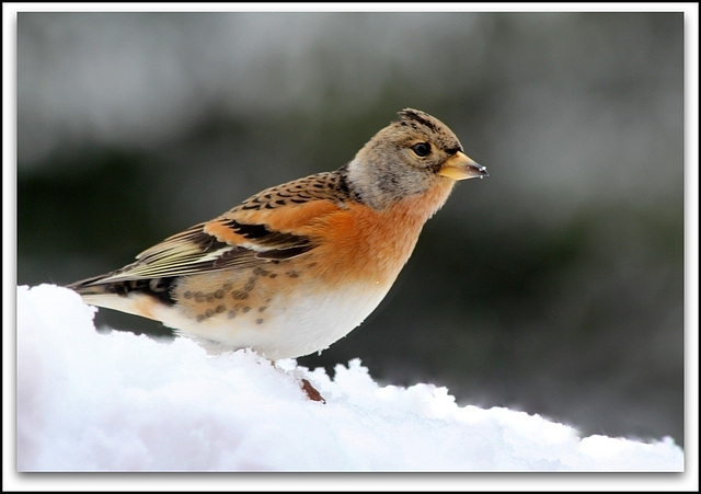 Pinson du nord en livrée hivernale