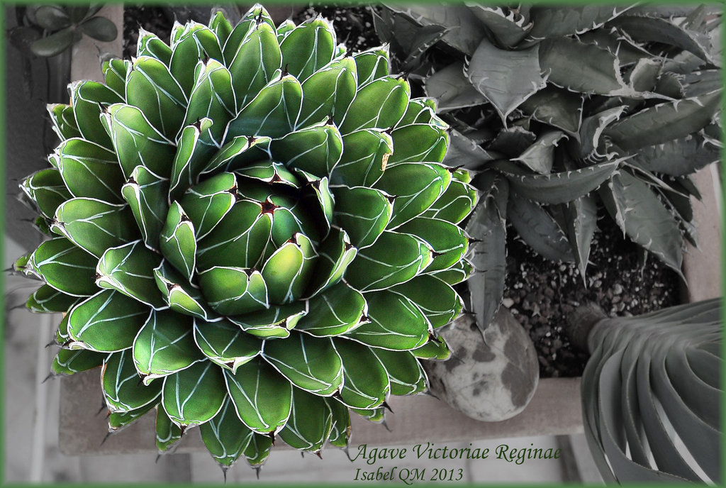 Agave Victoriae Reginae