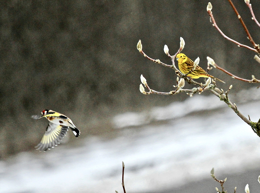Goldammer; Distelfink im Flug (PiP)