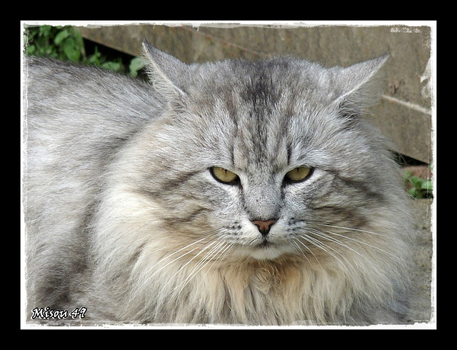 CHAT de HASARD