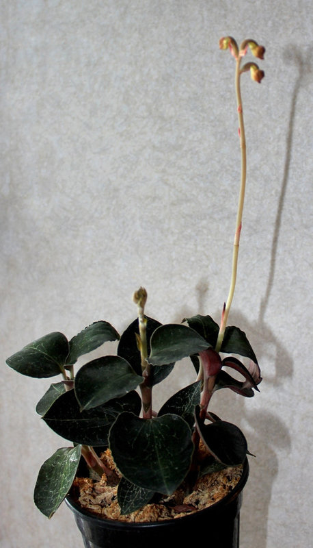 Anoectochilus