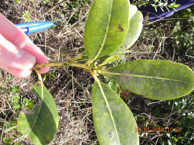 Ilex theazeans