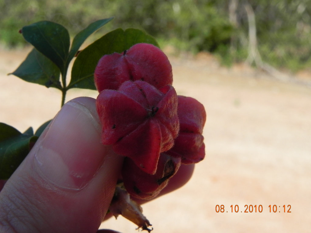 Paullinia trigonia