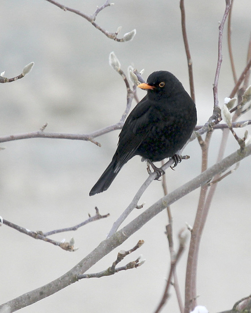 Amsel