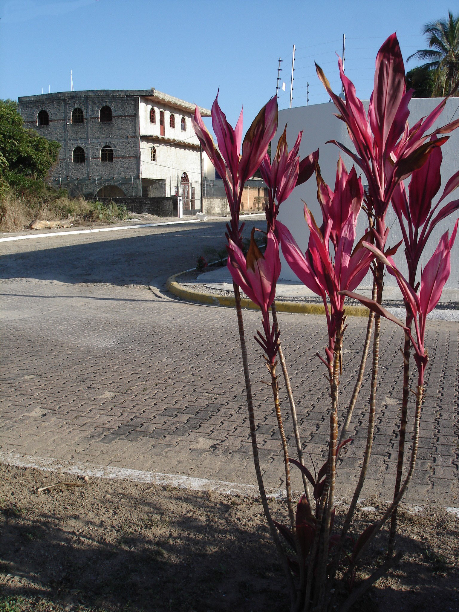 Bouquet de ruelle / Street plants.