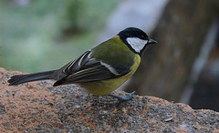 Mésange charbonnière (2)