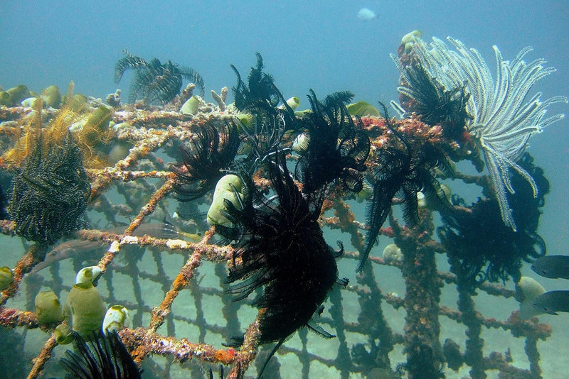 Fishcase under water in Amed