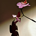 Orquídea sobre fondo oscuro y sombra sobre fondo claro