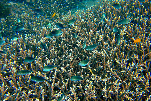 Young coral growing