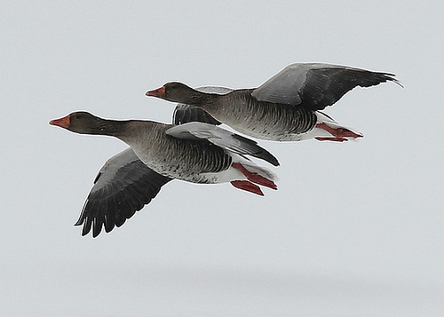 Synchronfliegen
