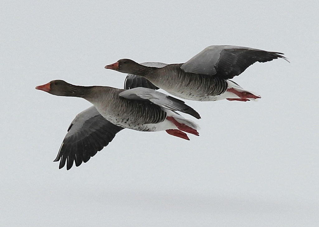 Synchronfliegen