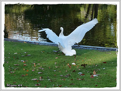 ANGERS