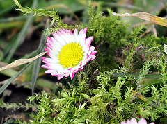 Gänseblümchen