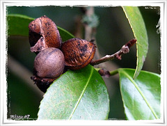 Mon JARDIN