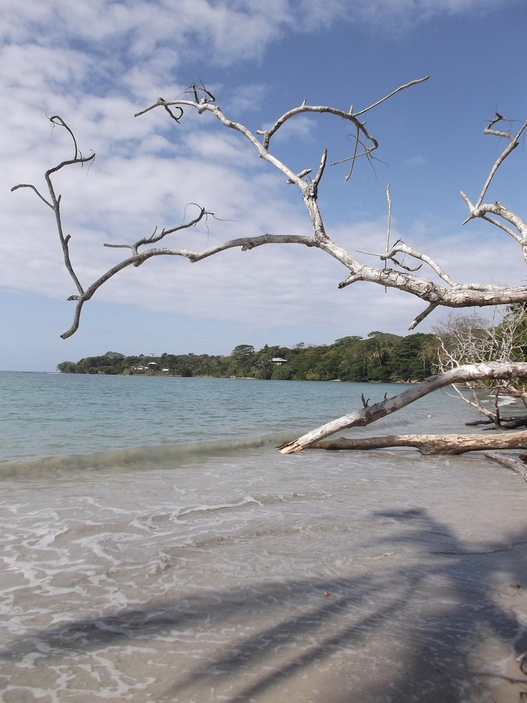 Caribbean ephemeral paradise /Paradis éphémère des Caraïbes.