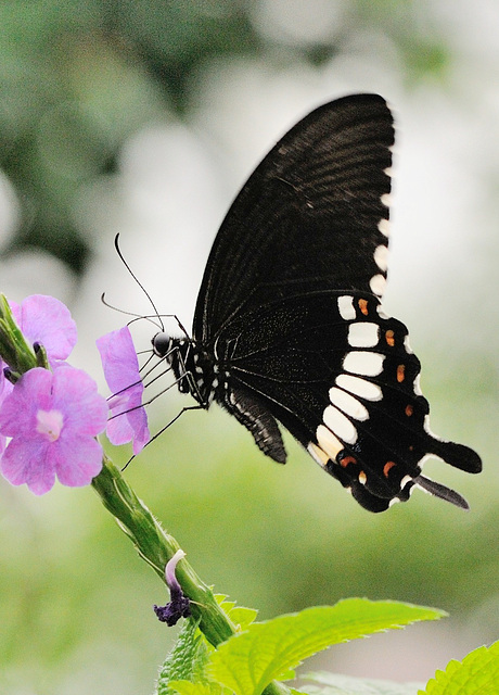 Au papiliorama de Chiètres...