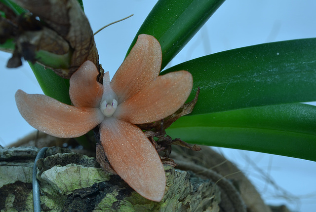 Ceratostylis rubra DSC 0132