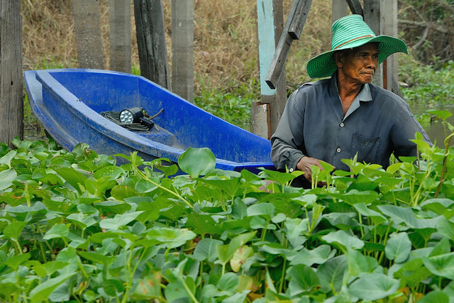 The man inside the water hyacinth