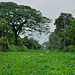 Water hyacinths on Klong Sam