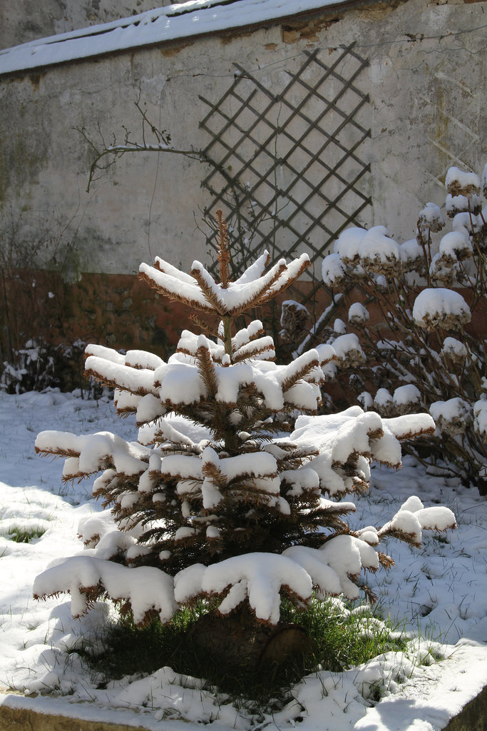 Sapin de noël décoré !