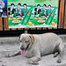 Gorged dog in front of restaurant