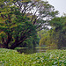 On the Klong in Minburi to Lat Krabang