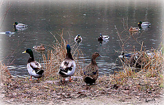 ♪ ♫ c'est la danse des canards coin coin ♪ ♫