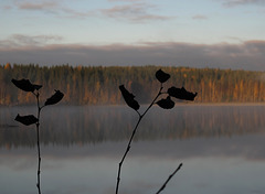 misty morning