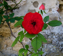 Rose sur un mur...