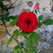 Rose sur un mur...