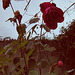 Des roses pour votre plaisir !