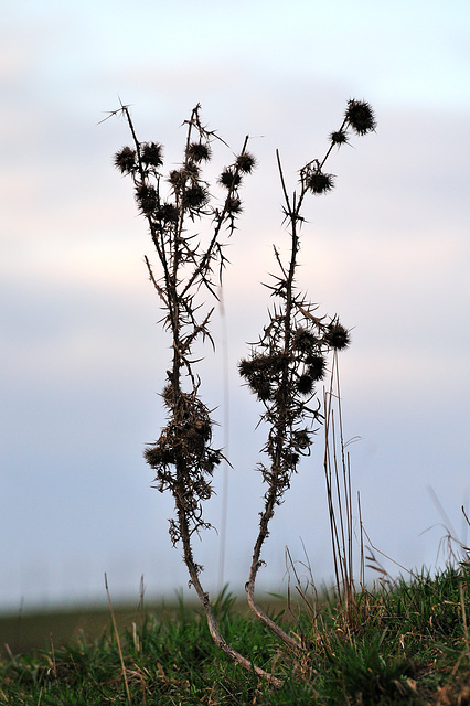 Distel - 120113