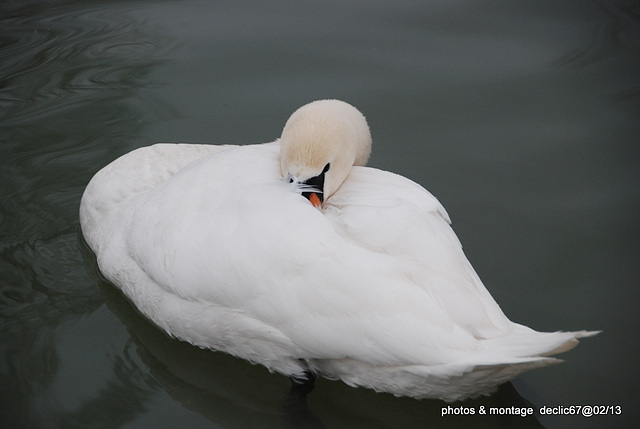 à cache cache ...fait moi un cygne !!