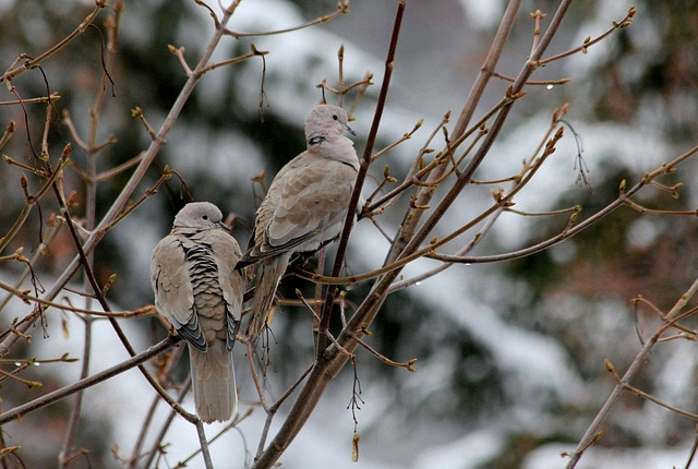 Couple de Tourterelles (4)