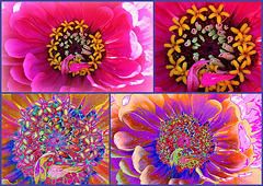 Zinnia variations - Montage 1