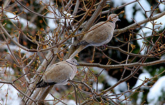 Couple de Tourterelles (6)