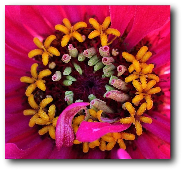 Coeur de Zinnia ou confiserie ?