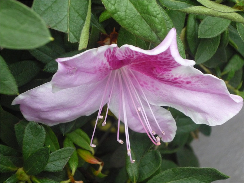 Flor rosada tica