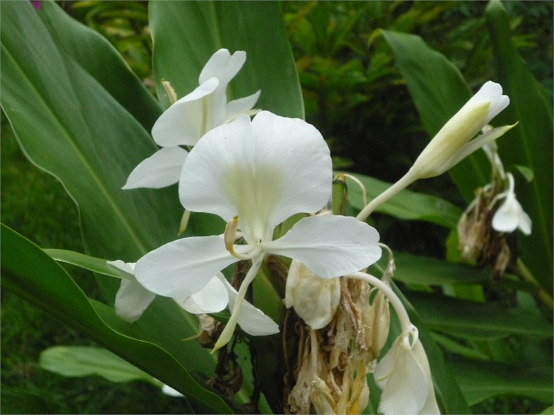 Flores blancas ticas 4