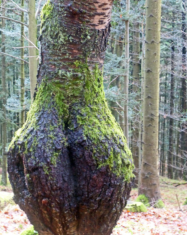 la forêt callipyge...