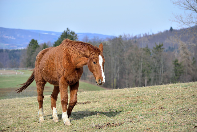 Pferd - 130316