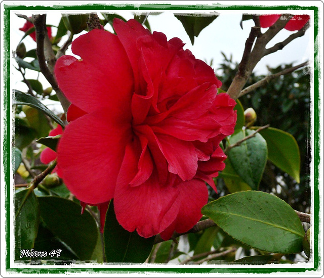 CAMELIA