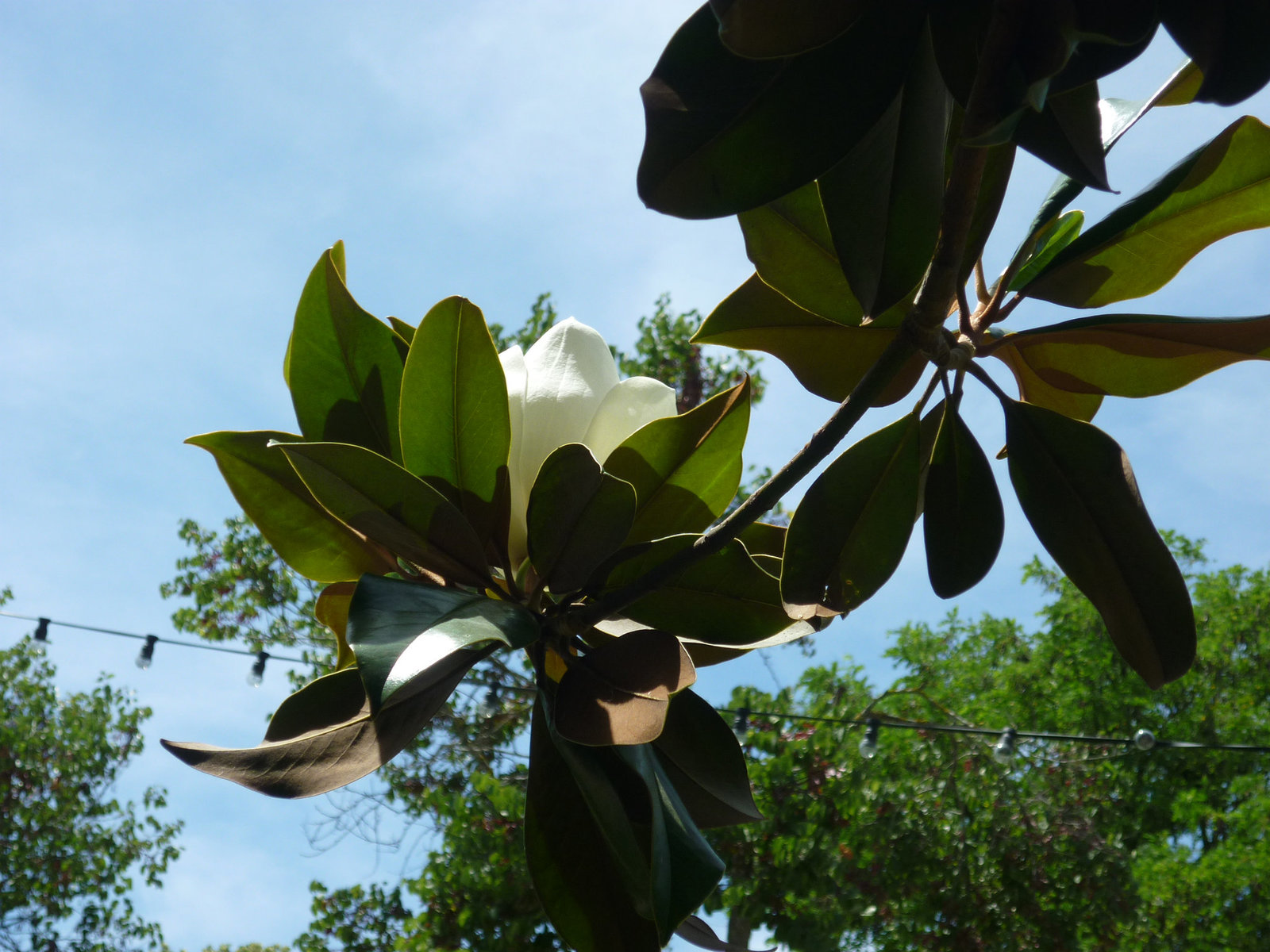 Fleur de magnolia