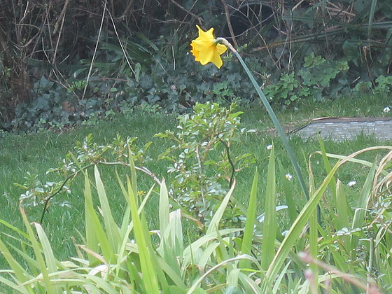 A lone daffodil keeping watch over the lawn