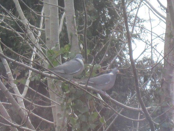 My family of wood pigeons are looking to nest