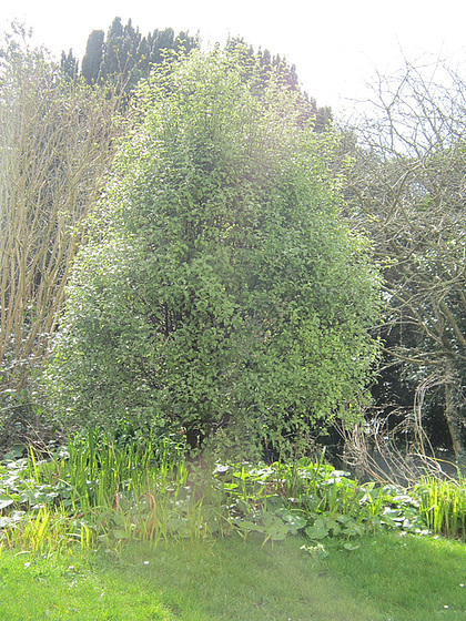 My pitisporum tree in the sun