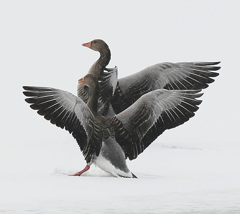 Graugänse auf dem zugefrorenen Weiher