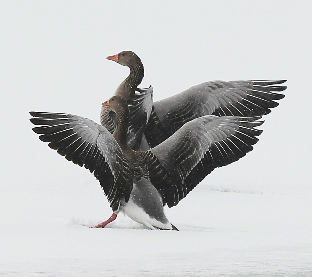 Graugänse auf dem zugefrorenen Weiher