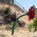 Bisbee, AZ rose sculpture (2144)